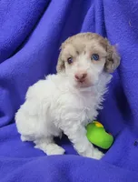 AKC Merle Parti Girl, a female Poodle - Miniature  for sale in Houstonia, MO – 2 of 8