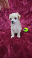 AKC Tiny Apricot Girl, a female Poodle - Toy  for sale in Houstonia, MO – 5 of 9