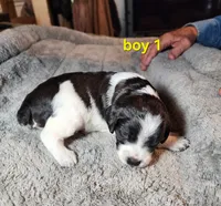 AKC/UKC boy 1, a male French Brittany for sale in Houstonia, MO – 6 of 7