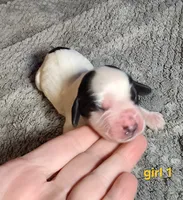 AKC English Cocker Girl 1, a female English Cocker Spaniel for sale in Houstonia, MO – Photo 4 of 6