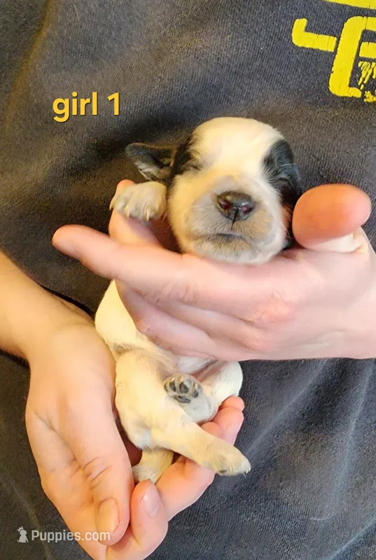 AKC English Cocker Girl 1