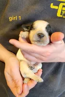 AKC English Cocker Girl 1, a female English Cocker Spaniel for sale in Houstonia, MO – Photo 1 of 6