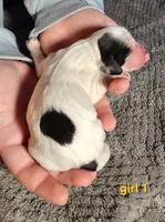 AKC English Cocker Girl 1, a female English Cocker Spaniel for sale in Houstonia, MO – Photo 3 of 6