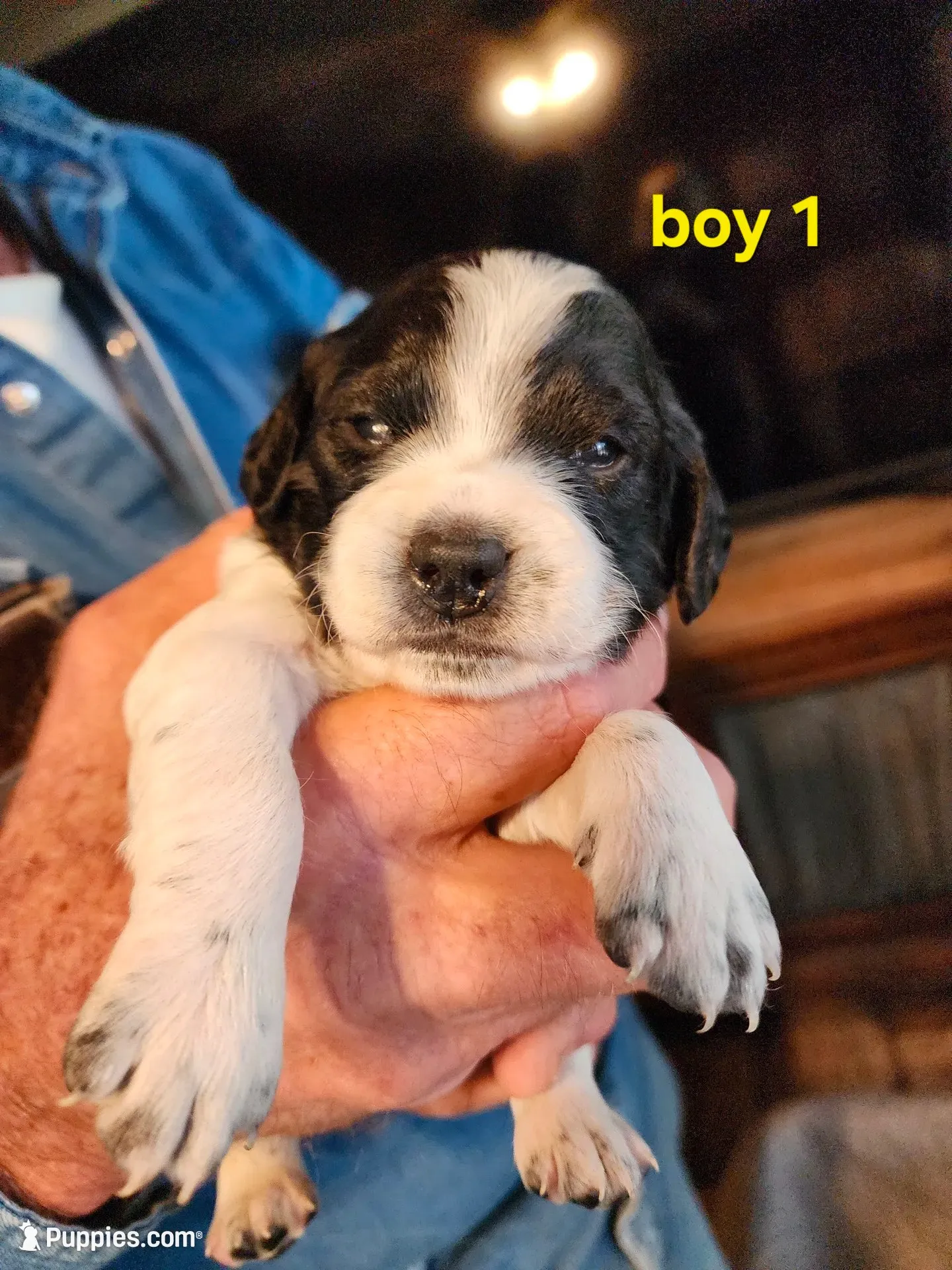 AKC/UKC boy 1, a male French Brittany for sale in Houstonia, MO – 1 of 7
