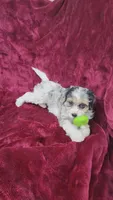 Cavapoo girl 1, a female Cavapoo for sale in Houstonia, MO – Photo 2 of 10
