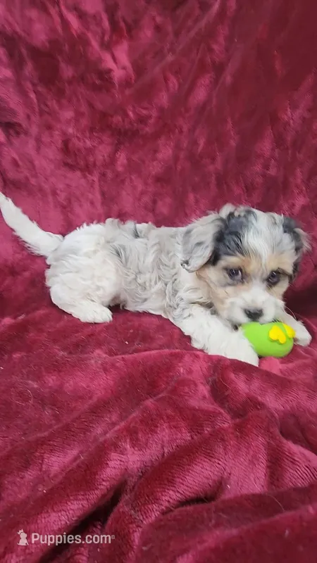 Cavapoo girl 1 – Cavapoo puppy for sale in Houstonia, MO