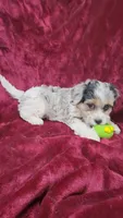 Cavapoo girl 1, a female Cavapoo for sale in Houstonia, MO – Photo 1 of 10
