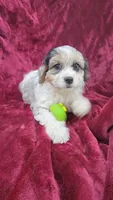 Cavapoo girl 1, a female Cavapoo for sale in Houstonia, MO – Photo 6 of 10