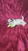 Cavapoo girl 1, a female Cavapoo for sale in Houstonia, MO – Photo 4 of 10