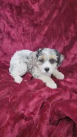 Cavapoo girl 1, a female Cavapoo for sale in Houstonia, MO – Photo 7 of 10