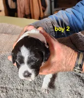 AKC & UKC boy 2, a male French Brittany for sale in Houstonia, MO – 8 of 8