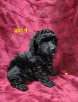 AKC girl 4, a female Poodle - Toy  for sale in Houstonia, MO – 1 of 9