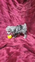 AKC Tiny blue merle girl, a female Poodle - Toy  for sale in Houstonia, MO – 3 of 7