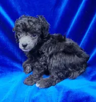 AKC Tiny Silver Boy, a male Poodle - Toy  for sale in Houstonia, MO – 6 of 9