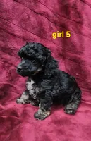 AKC phantom girl 5, a female Poodle - Toy  for sale in Houstonia, MO – 1 of 9