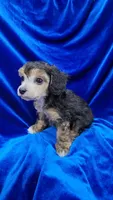 AKC Phantom boy with white, a male Poodle - Miniature  for sale in Houstonia, MO – 6 of 10