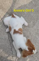 AKC/UKC Annie's girl 5, a female French Brittany for sale in Houstonia, MO – 5 of 7