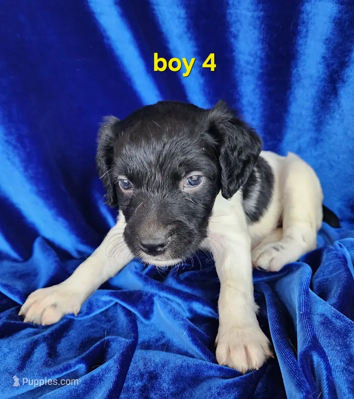 AKC French Brittany boy 4 – French Brittany puppy for sale in Houstonia, MO