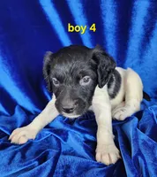 AKC French Brittany boy 4, a male French Brittany for sale in Houstonia, MO – 1 of 8