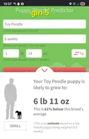 AKC phantom girl 5, a female Poodle - Toy  for sale in Houstonia, MO – 9 of 9