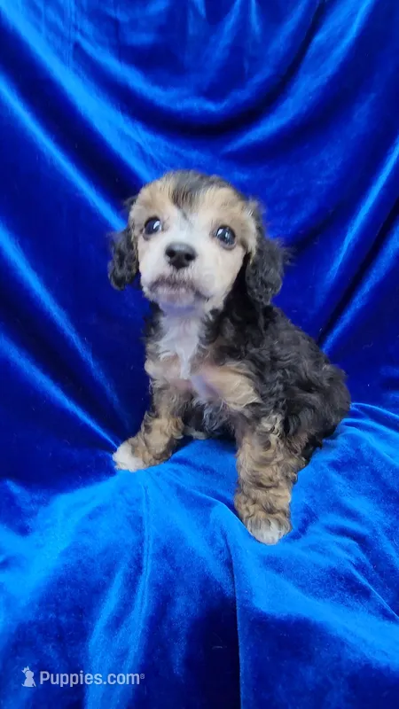 AKC Phantom boy with white – Poodle - Miniature  puppy for sale in Houstonia, MO