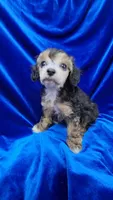 AKC Phantom boy with white, a male Poodle - Miniature  for sale in Houstonia, MO – 1 of 10