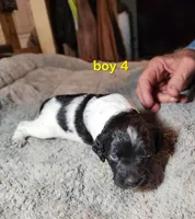 AKC & UKC boy 4, a male French Brittany for sale in Houstonia, MO – 8 of 9