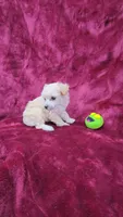 AKC Tiny Apricot Girl, a female Poodle - Toy  for sale in Houstonia, MO – 9 of 9