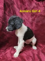 Annie's Girl 4, a female French Brittany for sale in Houstonia, MO – 2 of 9