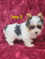 AKC Yorkie Boy 2, a male Yorkshire Terrier for sale in Houstonia, MO – Photo 6 of 8