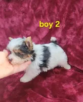 AKC Yorkie Boy 2, a male Yorkshire Terrier for sale in Houstonia, MO – Photo 1 of 8