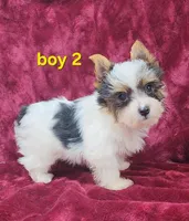 AKC Yorkie Boy 2, a male Yorkshire Terrier for sale in Houstonia, MO – Photo 8 of 8