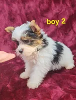 AKC Yorkie Boy 2, a male Yorkshire Terrier for sale in Houstonia, MO – Photo 3 of 8