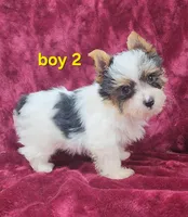 AKC Yorkie Boy 2, a male Yorkshire Terrier for sale in Houstonia, MO – Photo 5 of 8