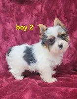 AKC Yorkie Boy 2, a male Yorkshire Terrier for sale in Houstonia, MO – Photo 4 of 8