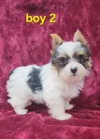 AKC Yorkie Boy 2, a male Yorkshire Terrier for sale in Houstonia, MO – Photo 7 of 8