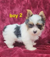 AKC Yorkie Boy 2, a male Yorkshire Terrier for sale in Houstonia, MO – Photo 2 of 8