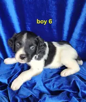 AKC French Brittany boy 6, a male French Brittany for sale in Houstonia, MO – 4 of 8