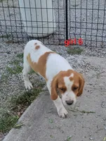 AKC/UKC Annie's girl 6, a female French Brittany for sale in Houstonia, MO – 5 of 9