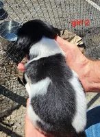 AKC/UKC Annie's girl 2, a female French Brittany for sale in Houstonia, MO – 2 of 4