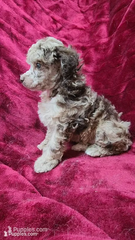 AKC Chocolate Merle boy – Poodle - Miniature  puppy for sale in Houstonia, MO