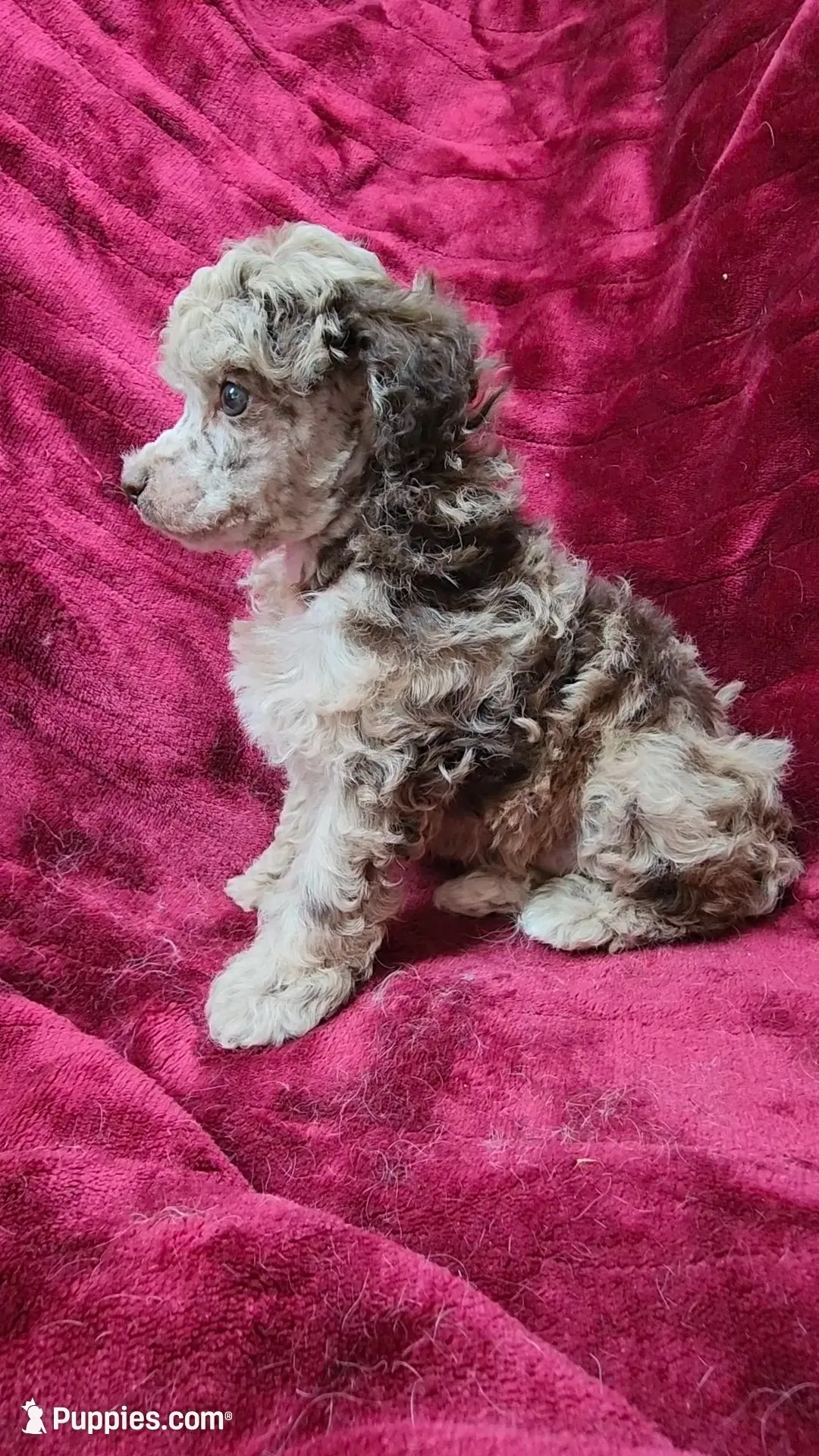 AKC Chocolate Merle boy, a male Poodle - Miniature  for sale in Houstonia, MO – 1 of 6