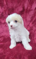 AKC Tiny Apricot Parti Girl, a female Poodle - Toy  for sale in Houstonia, MO – 8 of 10