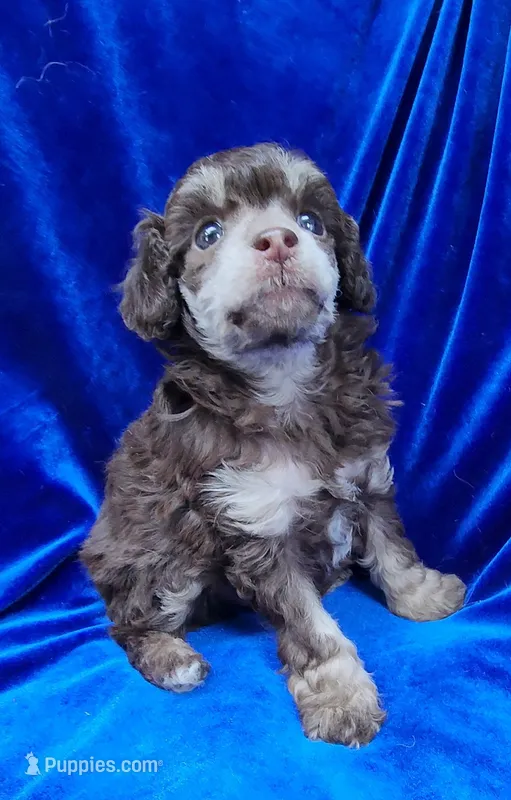 AKC Phantom boy – Poodle - Miniature  puppy for sale in Houstonia, MO