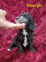 Silver girl, a female Poodle - Miniature  for sale in Houstonia, MO – Photo 9 of 10