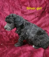 Silver girl, a female Poodle - Miniature  for sale in Houstonia, MO – Photo 4 of 10