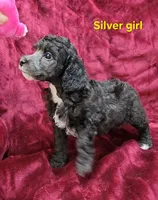 Silver girl, a female Poodle - Miniature  for sale in Houstonia, MO – Photo 1 of 10