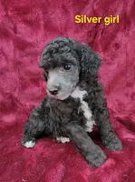 Silver girl, a female Poodle - Miniature  for sale in Houstonia, MO – Photo 6 of 10
