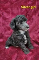 Silver girl, a female Poodle - Miniature  for sale in Houstonia, MO – Photo 7 of 10