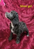 Silver girl, a female Poodle - Miniature  for sale in Houstonia, MO – Photo 3 of 10